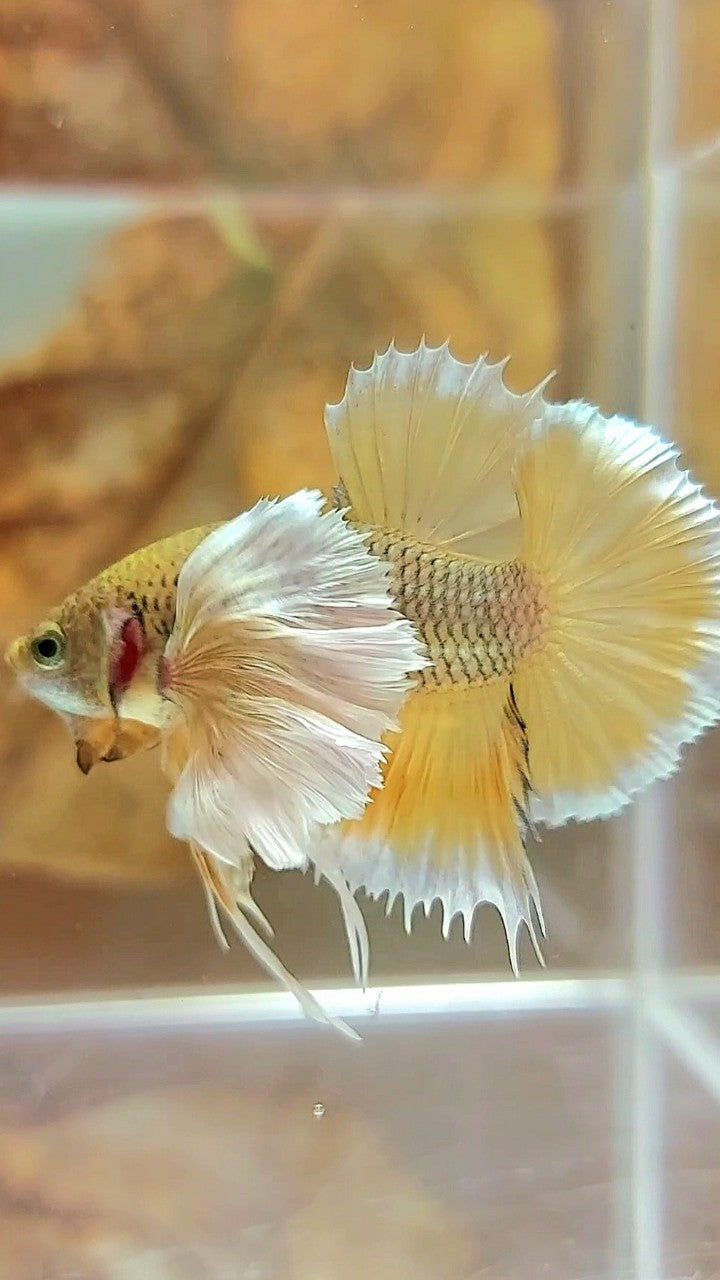 PLAKAT SUPER DUMBO EAR YELLOW PINEAPPLE BETTA FISH