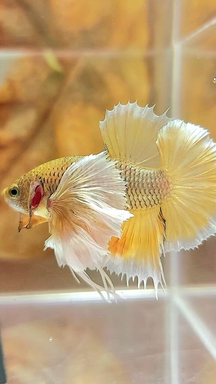 PLAKAT SUPER DUMBO EAR YELLOW PINEAPPLE BETTA FISH