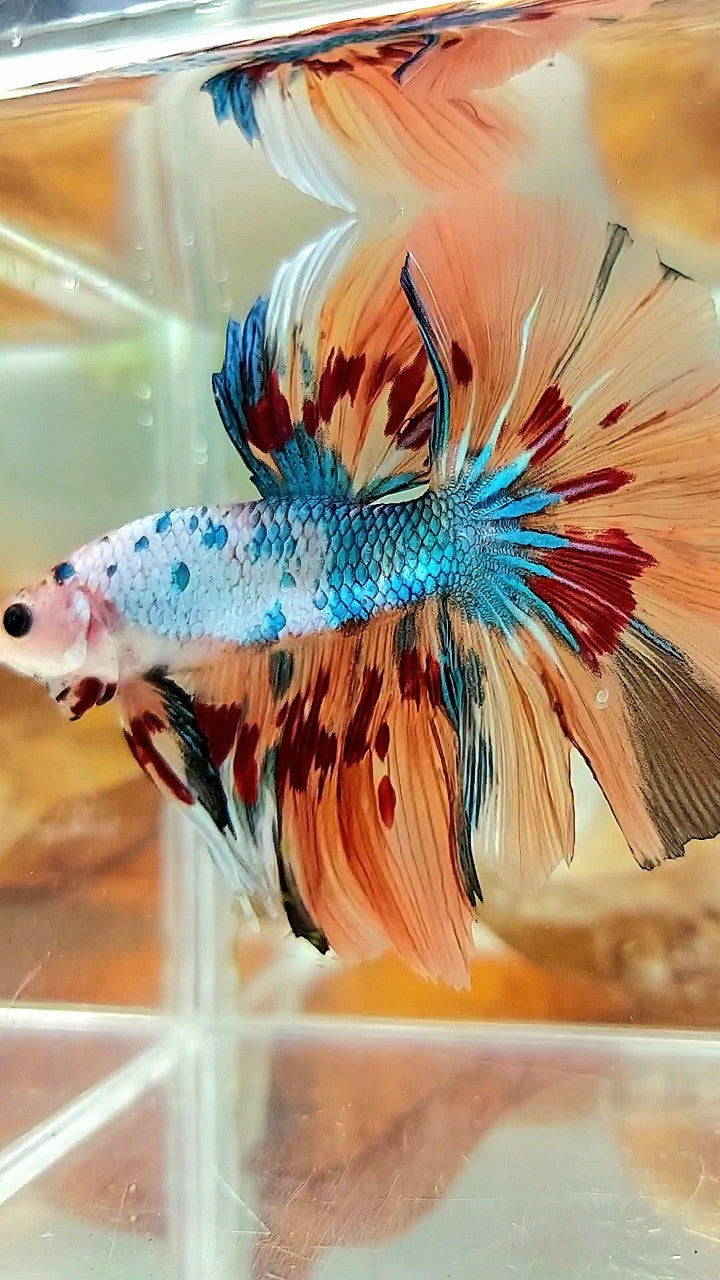 HALFMOON ROSETAIL ORANGE FANCY FIRE ARMAGEDDON BETTA FISH