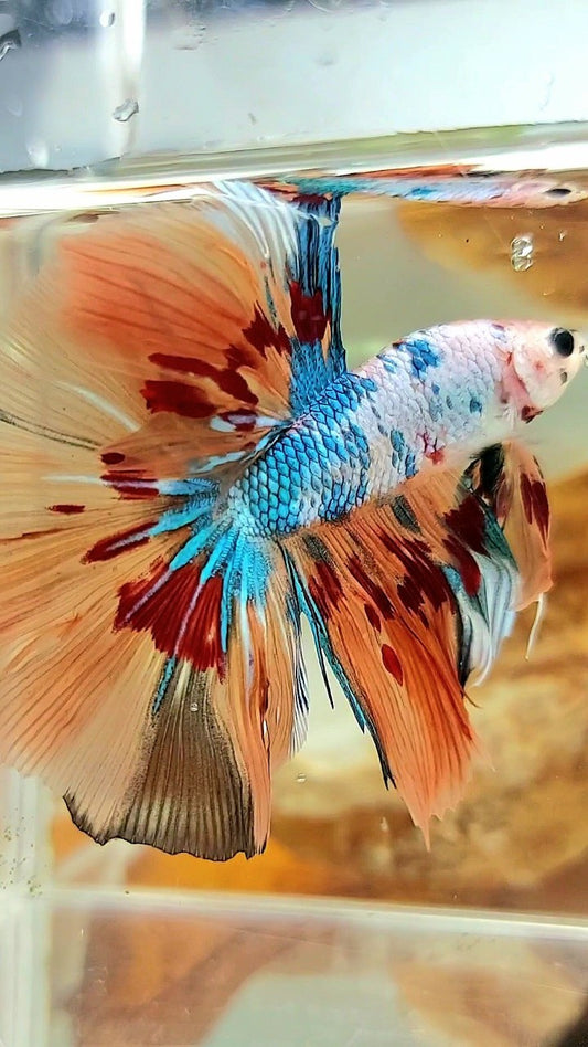 HALFMOON ROSETAIL ORANGE FANCY FIRE ARMAGEDDON BETTA FISH