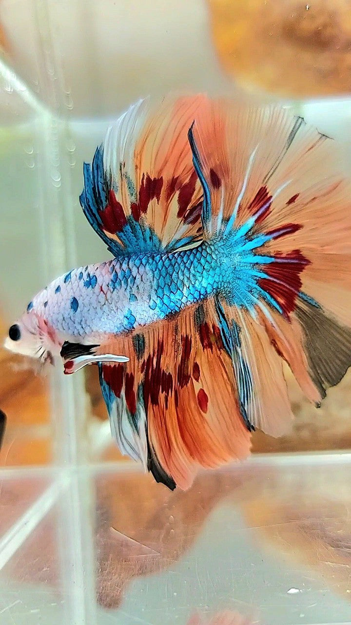 HALFMOON ROSETAIL ORANGE FANCY FIRE ARMAGEDDON BETTA FISH