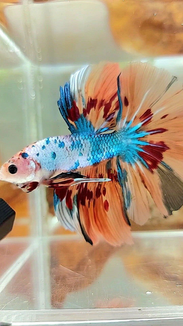 HALFMOON ROSETAIL ORANGE FANCY FIRE ARMAGEDDON BETTA FISH