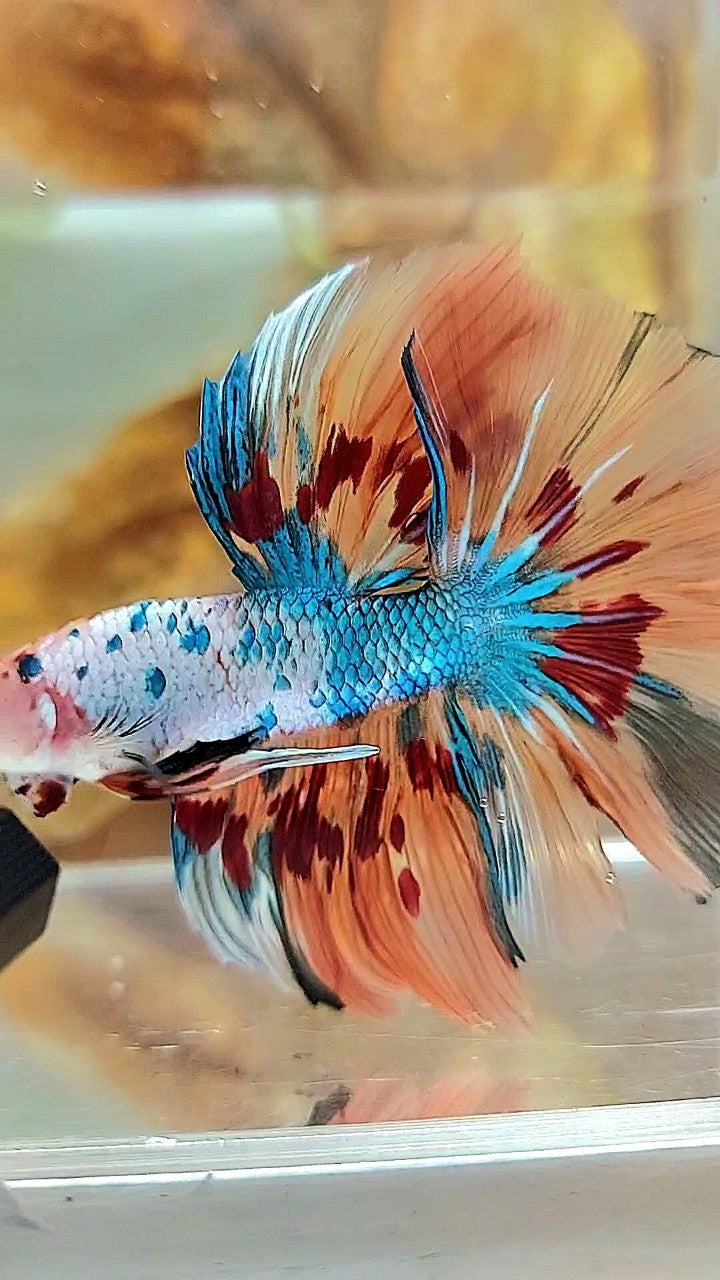 HALFMOON ROSETAIL ORANGE FANCY FIRE ARMAGEDDON BETTA FISH