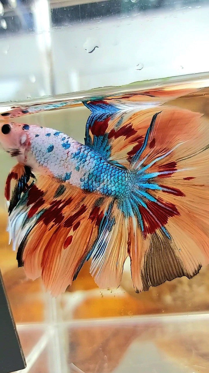 HALFMOON ROSETAIL ORANGE FANCY FIRE ARMAGEDDON BETTA FISH