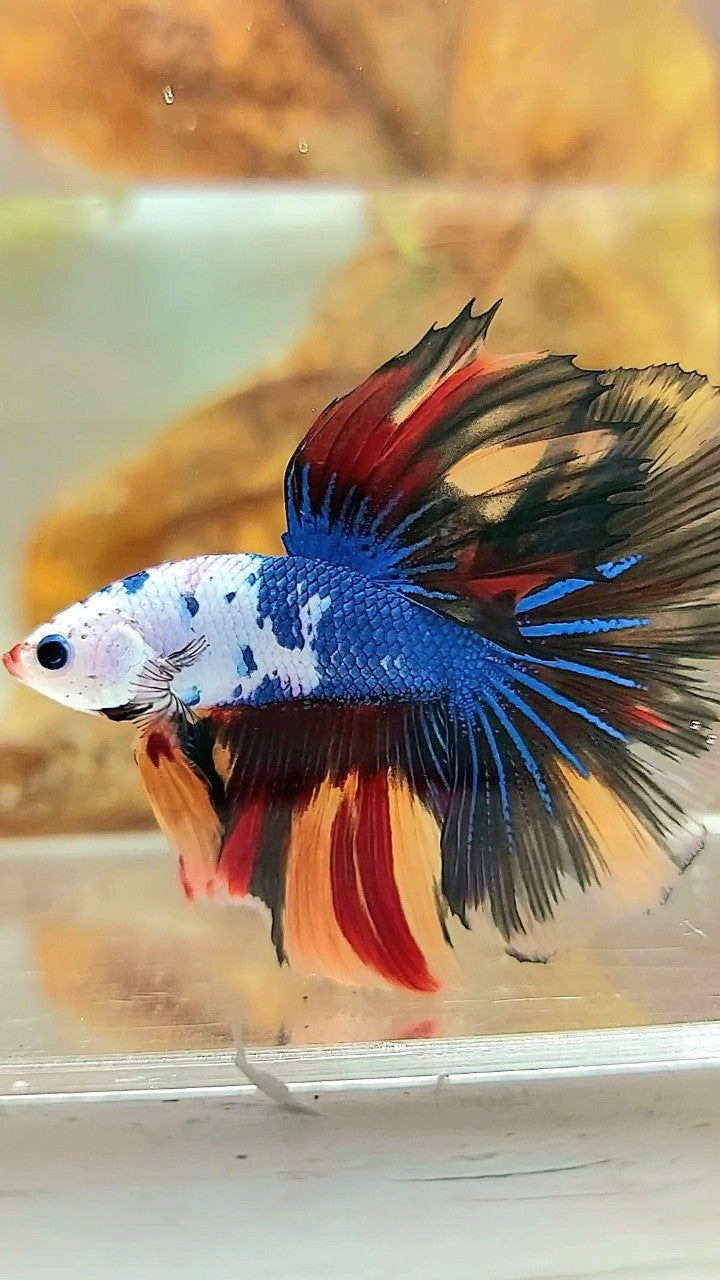 HALFMOON ROSETAIL MASKING BLAU SCHWARZ FANTASTISCHER MEHRFARBIGER BETTA-FISCH