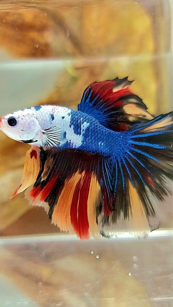 HALFMOON ROSETAIL MASKING BLAU SCHWARZ FANTASTISCHER MEHRFARBIGER BETTA-FISCH