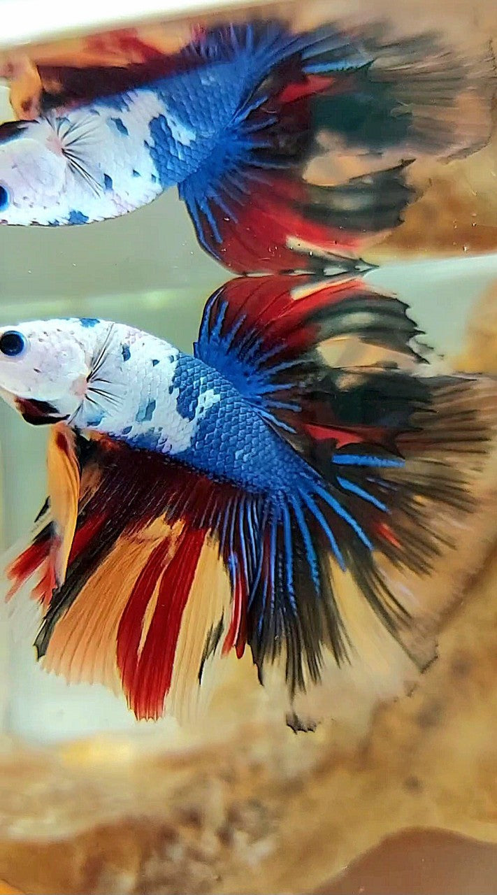 HALFMOON ROSETAIL MASKING BLAU SCHWARZ FANTASTISCHER MEHRFARBIGER BETTA-FISCH