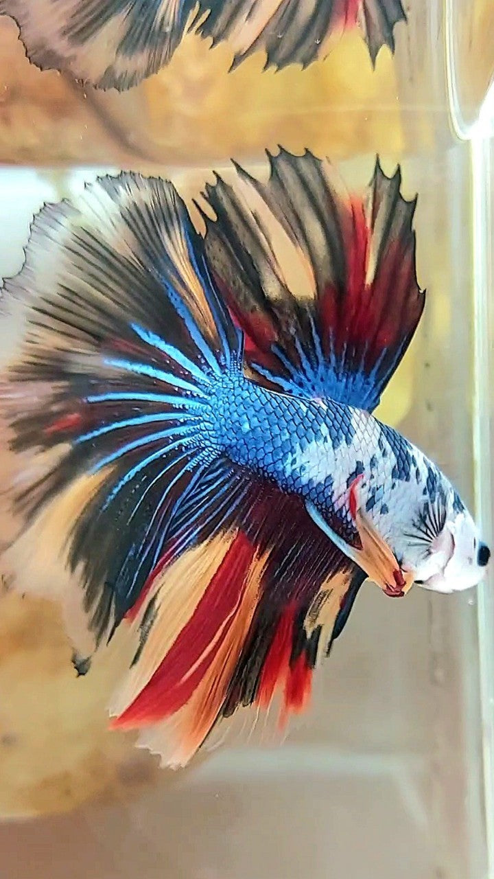 HALFMOON ROSETAIL MASKING BLAU SCHWARZ FANTASTISCHER MEHRFARBIGER BETTA-FISCH