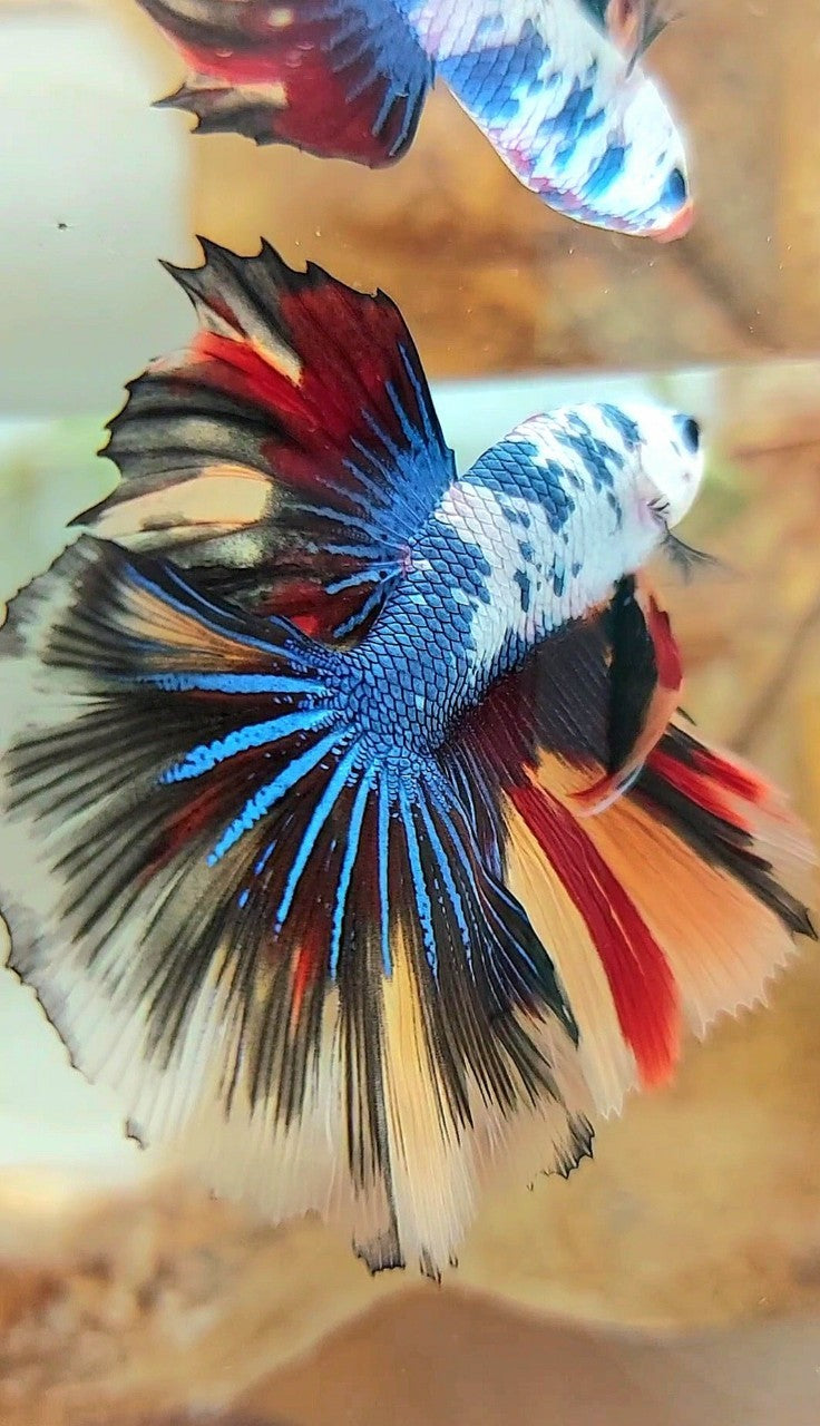 HALFMOON ROSETAIL MASKING BLUE BLACK FANCY MULTICOLOR BETTA FISH