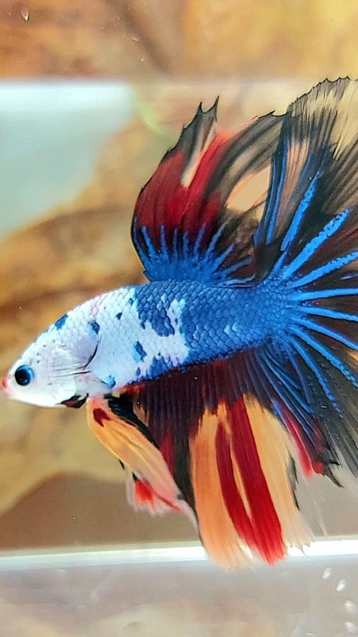 HALFMOON ROSETAIL MASKING BLAU SCHWARZ FANTASTISCHER MEHRFARBIGER BETTA-FISCH