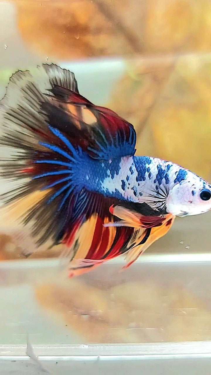 HALFMOON ROSETAIL MASKING BLUE BLACK FANCY MULTICOLOR BETTA FISH