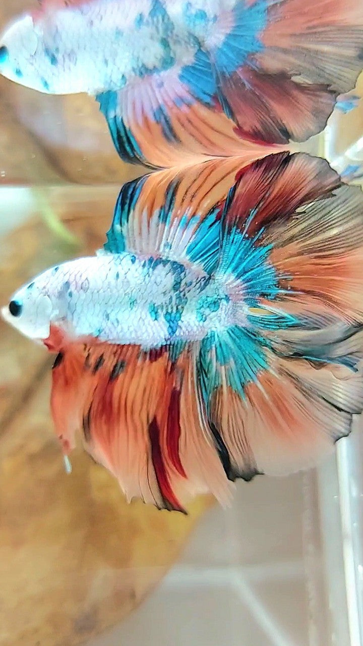 HALFMOON DOUBLE TAIL FULLMASK NEMO FANCY MULTICOLOR BETTA FISH