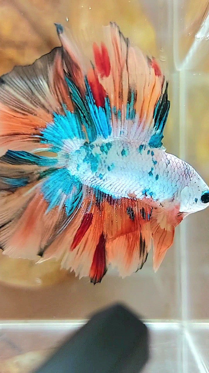 HALFMOON DOUBLE TAIL FULLMASK NEMO FANCY MULTICOLOR BETTA FISH