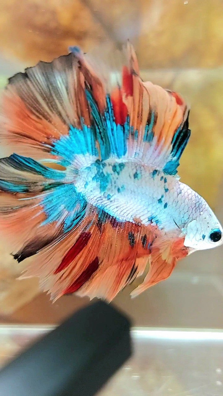 HALFMOON DOUBLE TAIL FULLMASK NEMO FANCY MULTICOLOR BETTA FISH