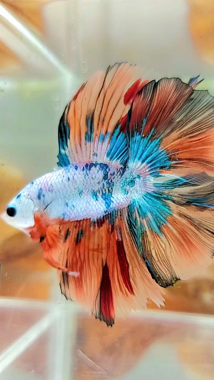 HALFMOON DOUBLE TAIL FULLMASK NEMO FANCY MULTICOLOR BETTA FISH