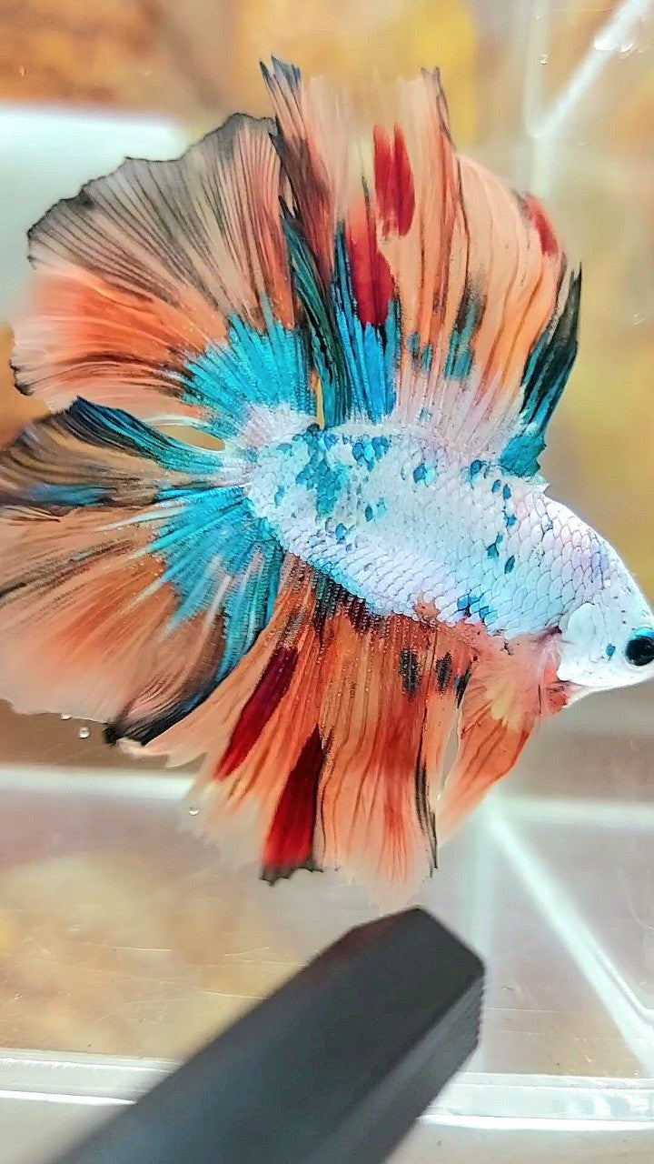 HALFMOON DOUBLE TAIL FULLMASK NEMO FANCY MULTICOLOR BETTA FISH