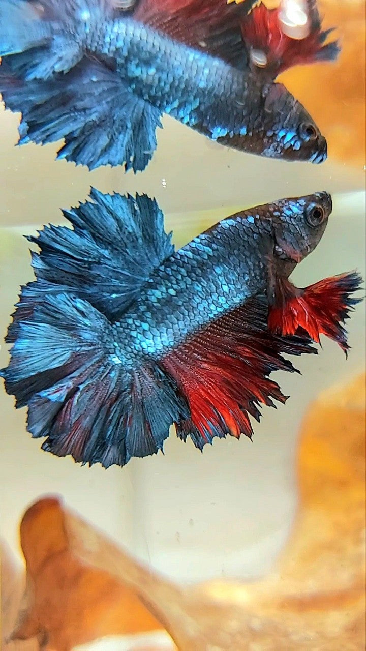 KÖNIG ROSETAIL HALFMOON BLAU GRAU ROT BETTA FISCH