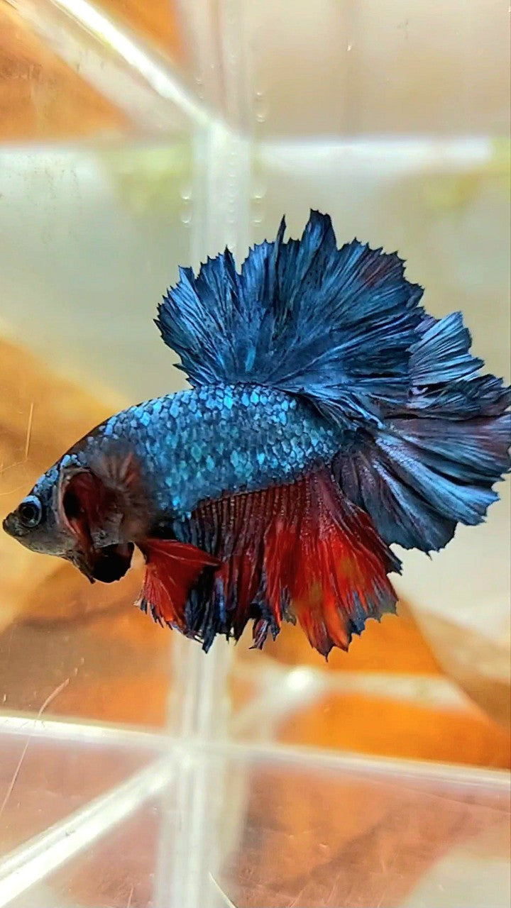 KÖNIG ROSETAIL HALFMOON BLAU GRAU ROT BETTA FISCH