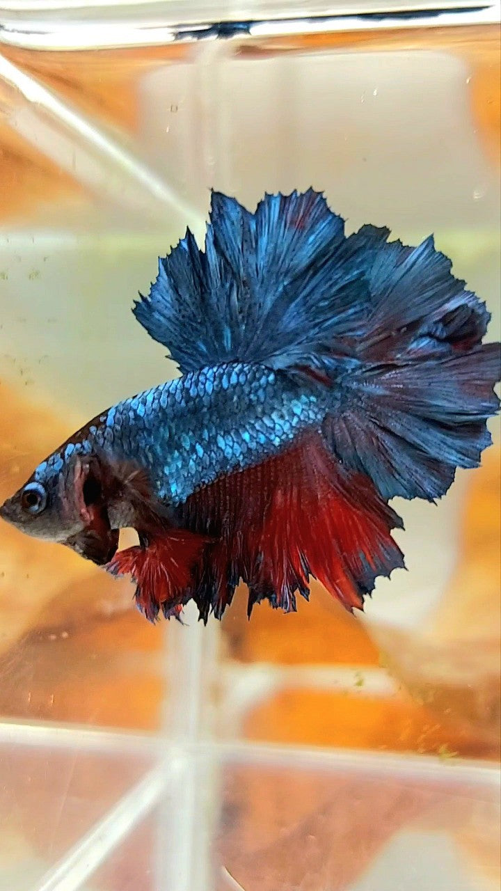 KÖNIG ROSETAIL HALFMOON BLAU GRAU ROT BETTA FISCH