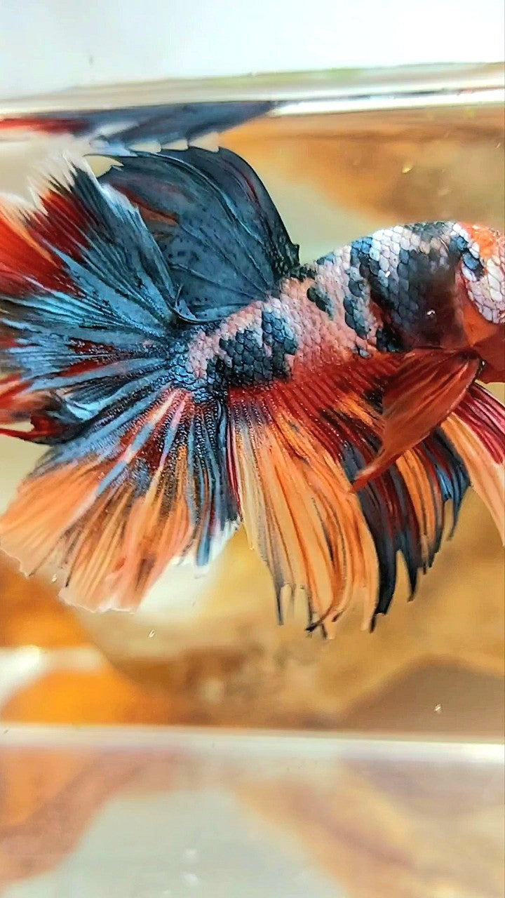 HALFMOON ROSETAIL BLAU GRAU SÜSSIGKEIT MEHRFARBIGER BETTA-FISCH