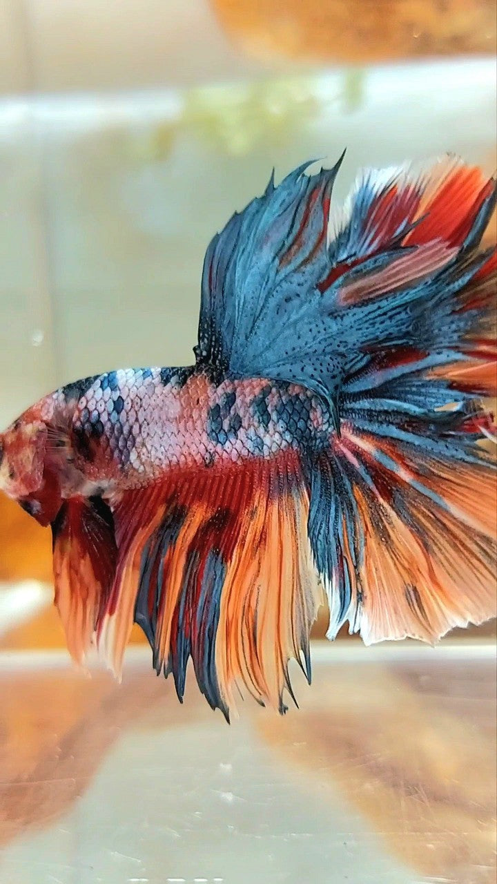 HALFMOON ROSETAIL BLAU GRAU SÜSSIGKEIT MEHRFARBIGER BETTA-FISCH