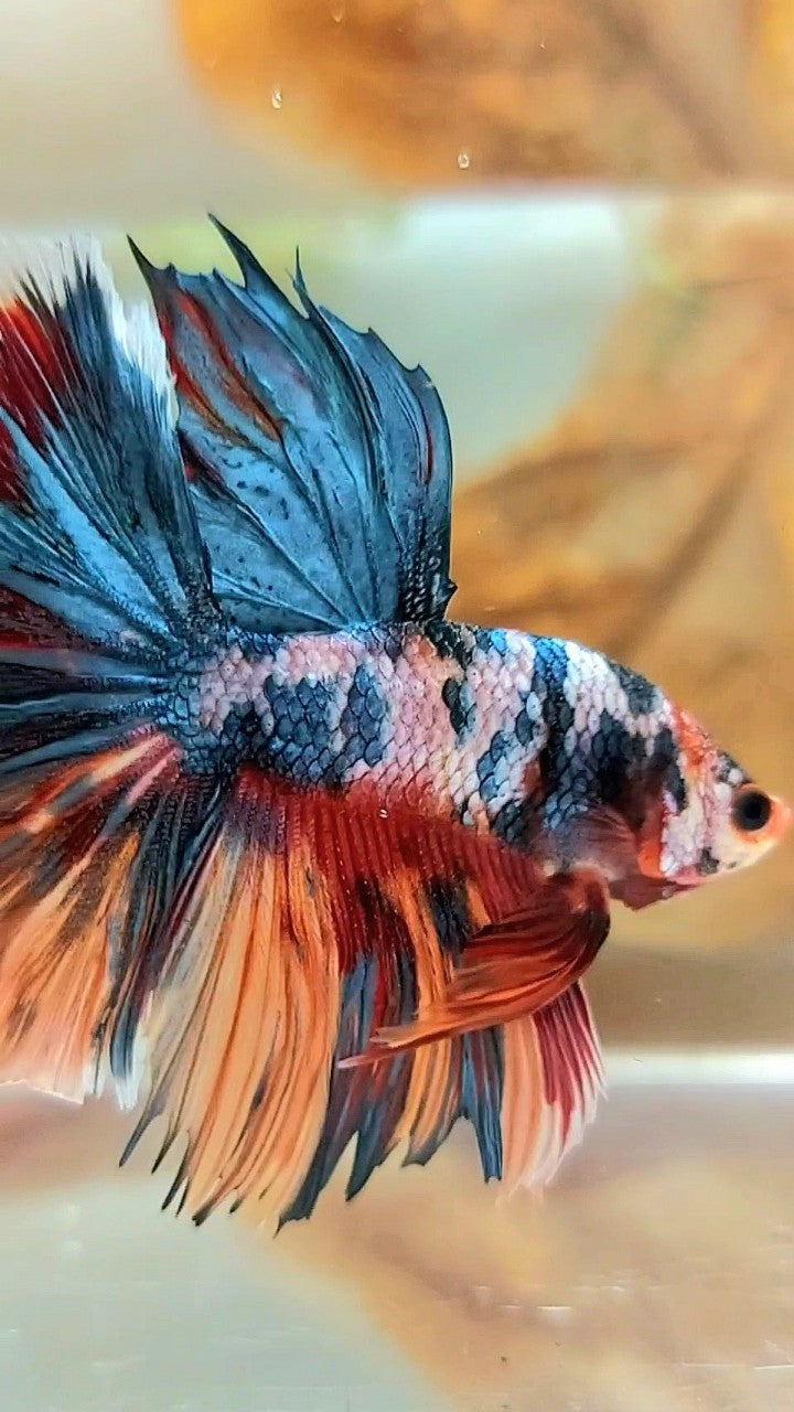 HALFMOON ROSETAIL BLAU GRAU SÜSSIGKEIT MEHRFARBIGER BETTA-FISCH