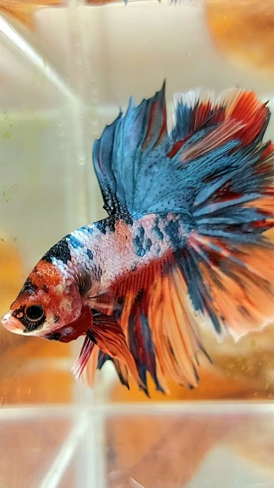 HALFMOON ROSETAIL BLAU GRAU SÜSSIGKEIT MEHRFARBIGER BETTA-FISCH