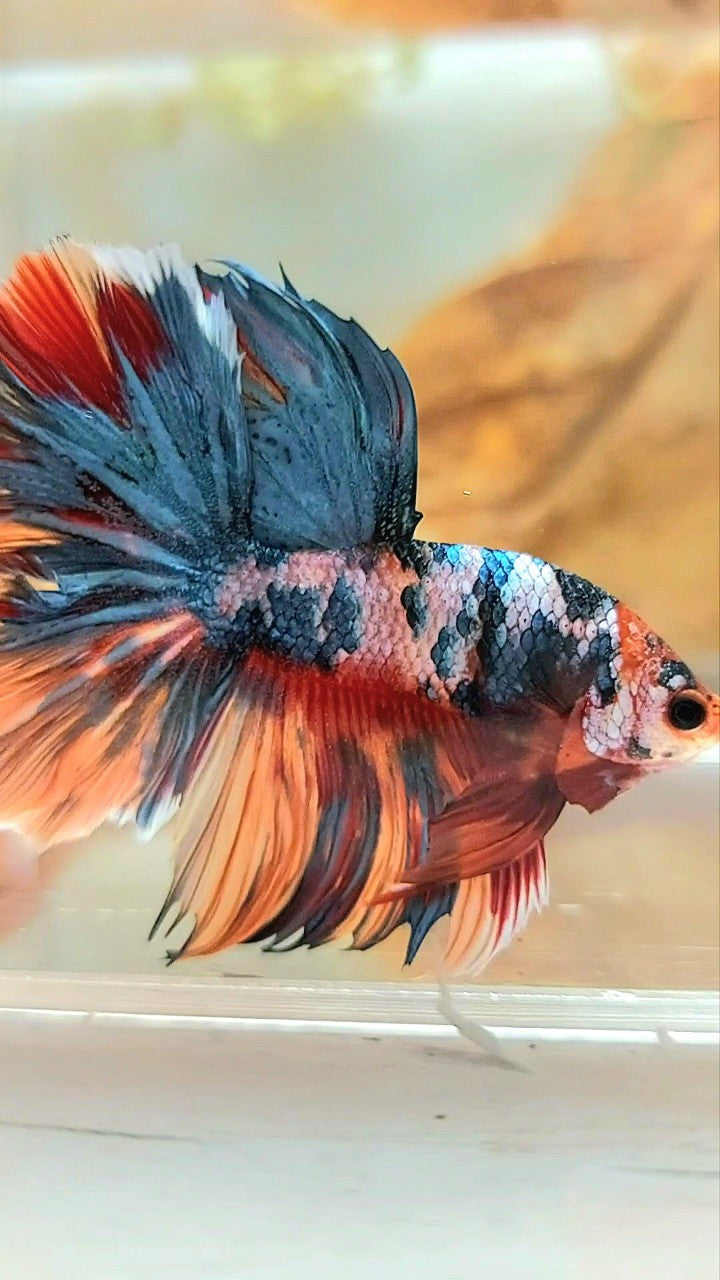 HALFMOON ROSETAIL BLAU GRAU SÜSSIGKEIT MEHRFARBIGER BETTA-FISCH