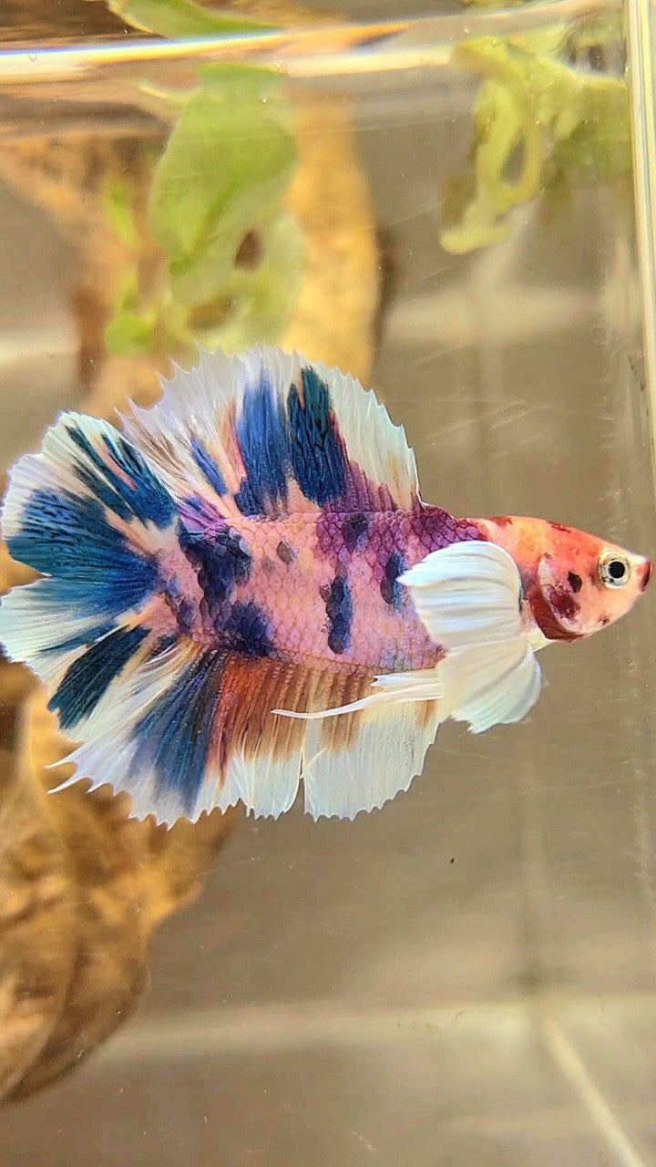 PLAKAT DOUBLE TAIL DUMBO EAR BLUE CANDY MULTICOLOR BETTA FISH