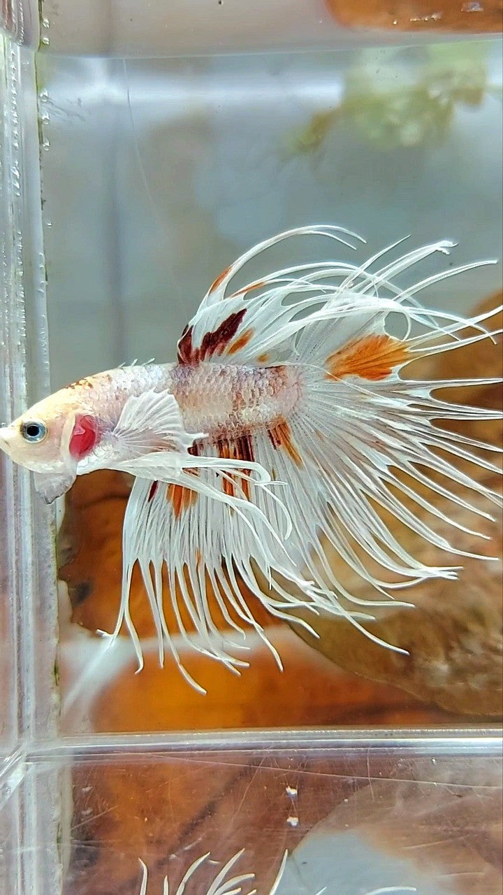 CROWNTAIL DUMBO EAR WHITE MULTICOLOR BETTA FISH