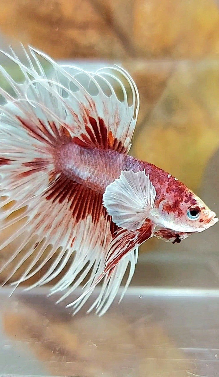 Red Pattern Betta Fish CROWNTAIL DUMBO EAR RED PATTERN MULTICOLOR BETTA FISH – Rare Betta Fish ...