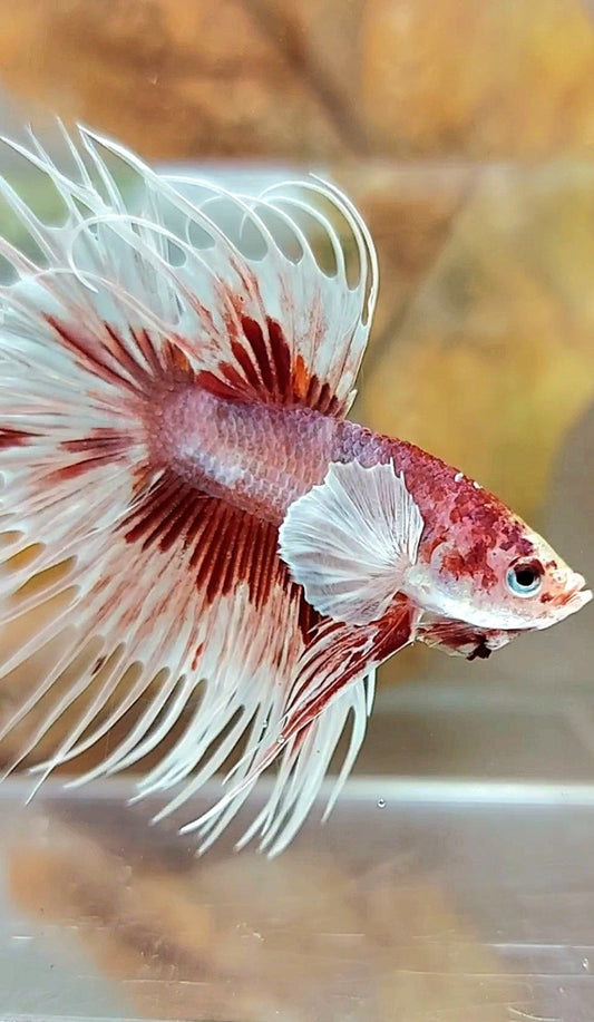 CROWNTAIL DUMBO EAR RED PATTERN MULTICOLOR BETTA FISH