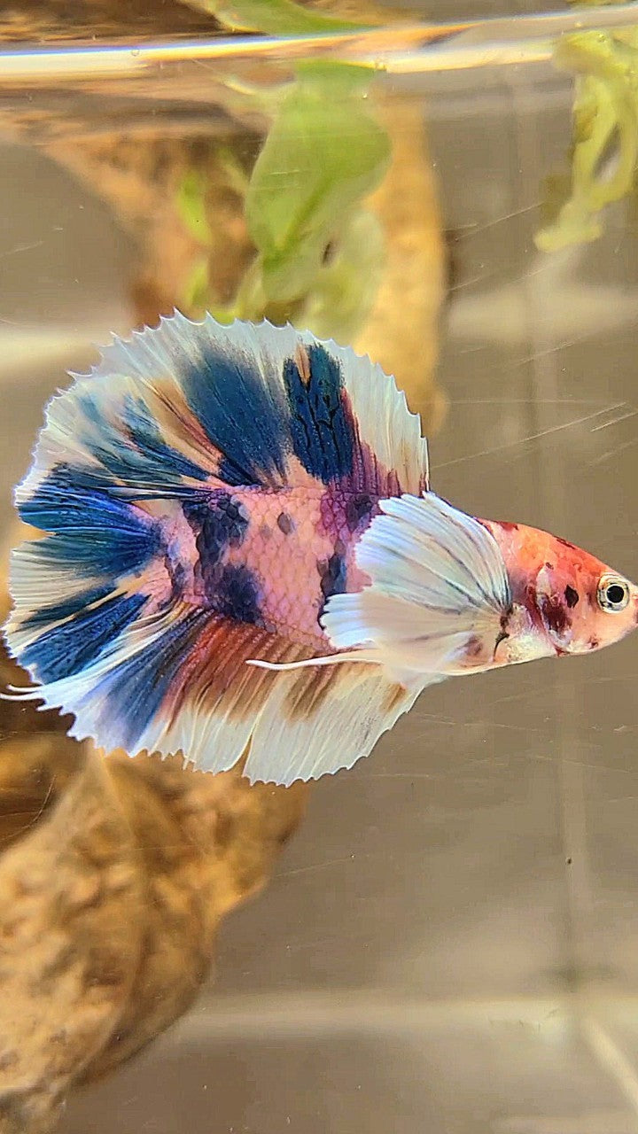 PLAKAT DOUBLE TAIL DUMBO EAR BLUE CANDY MULTICOLOR BETTA FISH