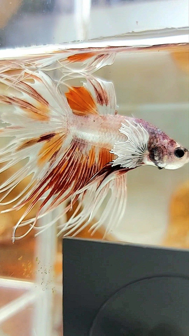 CROWNTAIL DUMBO EAR WHITE MULTICOLOR BETTA FISH
