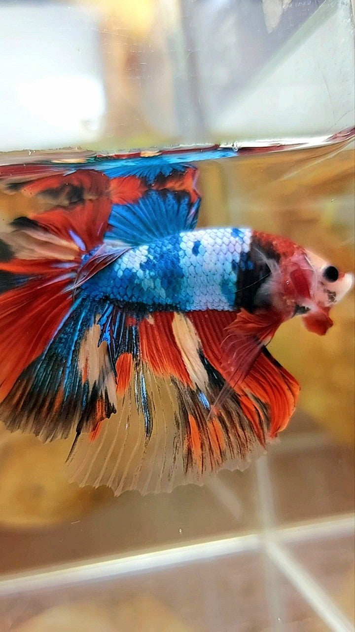 XL HALFMOON OVERTAIL ROSETAIL ROTER KOI BLAU FANTASTISCHER MEHRFARBIGER BETTA-FISCH