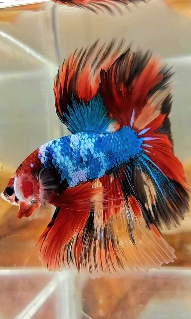 XL HALFMOON OVERTAIL ROSETAIL ROTER KOI BLAU FANTASTISCHER MEHRFARBIGER BETTA-FISCH