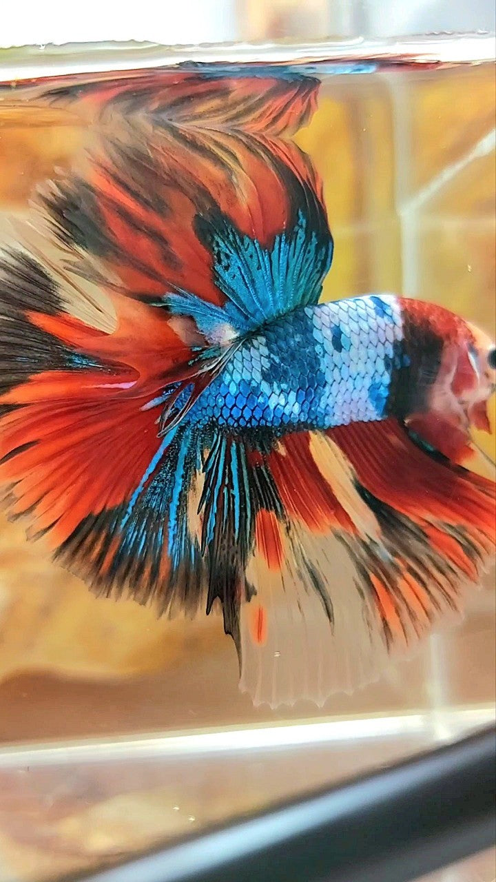 XL HALFMOON OVERTAIL ROSETAIL ROTER KOI BLAU FANTASTISCHER MEHRFARBIGER BETTA-FISCH