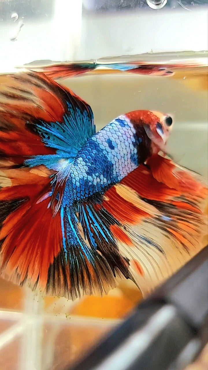 XL HALFMOON OVERTAIL ROSETAIL ROTER KOI BLAU FANTASTISCHER MEHRFARBIGER BETTA-FISCH