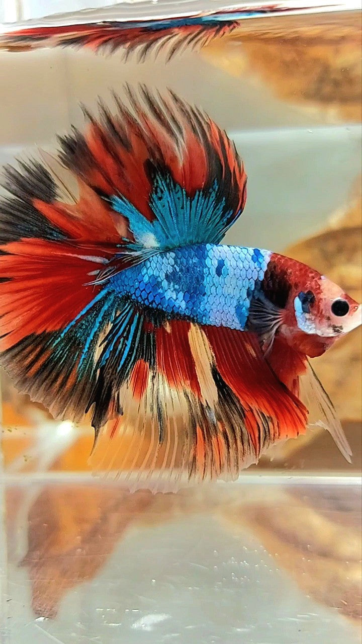 XL HALFMOON OVERTAIL ROSETAIL ROTER KOI BLAU FANTASTISCHER MEHRFARBIGER BETTA-FISCH