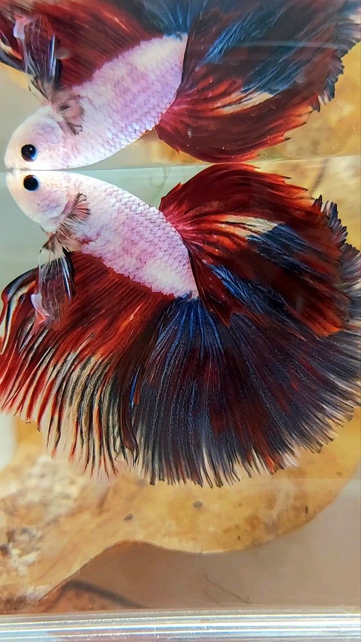 XL HALFMOON OVERTAIL ROSETAIL ROT SCHWARZER RIM FANCY PINK FLAMINGGO BETTA FISH