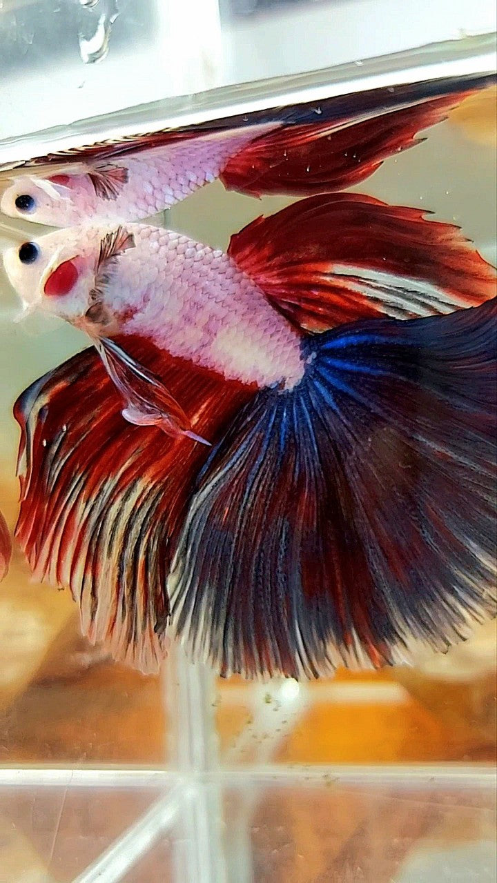 XL HALFMOON OVERTAIL ROSETAIL ROT SCHWARZER RIM FANCY PINK FLAMINGGO BETTA FISH