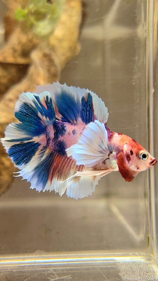 PLAKAT DOUBLE TAIL DUMBO EAR BLUE CANDY MULTICOLOR BETTA FISH