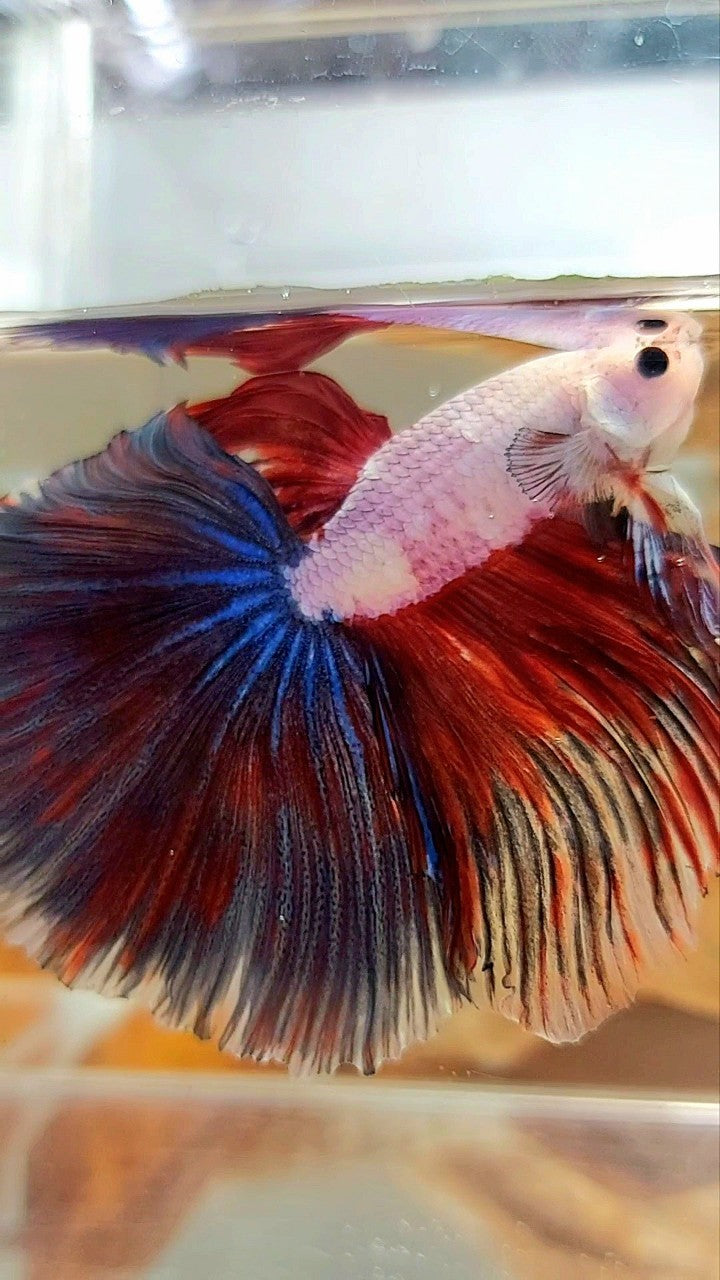 XL HALFMOON OVERTAIL ROSETAIL RED BLACK RIM FANCY PINK FLAMINGGO BETTA FISH