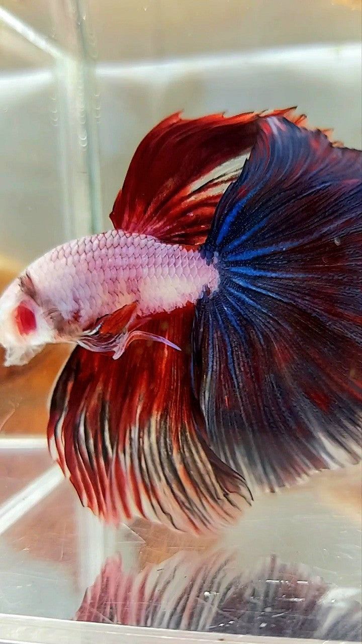 XL HALFMOON OVERTAIL ROSETAIL RED BLACK RIM FANCY PINK FLAMINGGO BETTA FISH