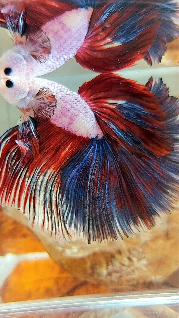 XL HALFMOON OVERTAIL ROSETAIL ROT SCHWARZER RIM FANCY PINK FLAMINGGO BETTA FISH