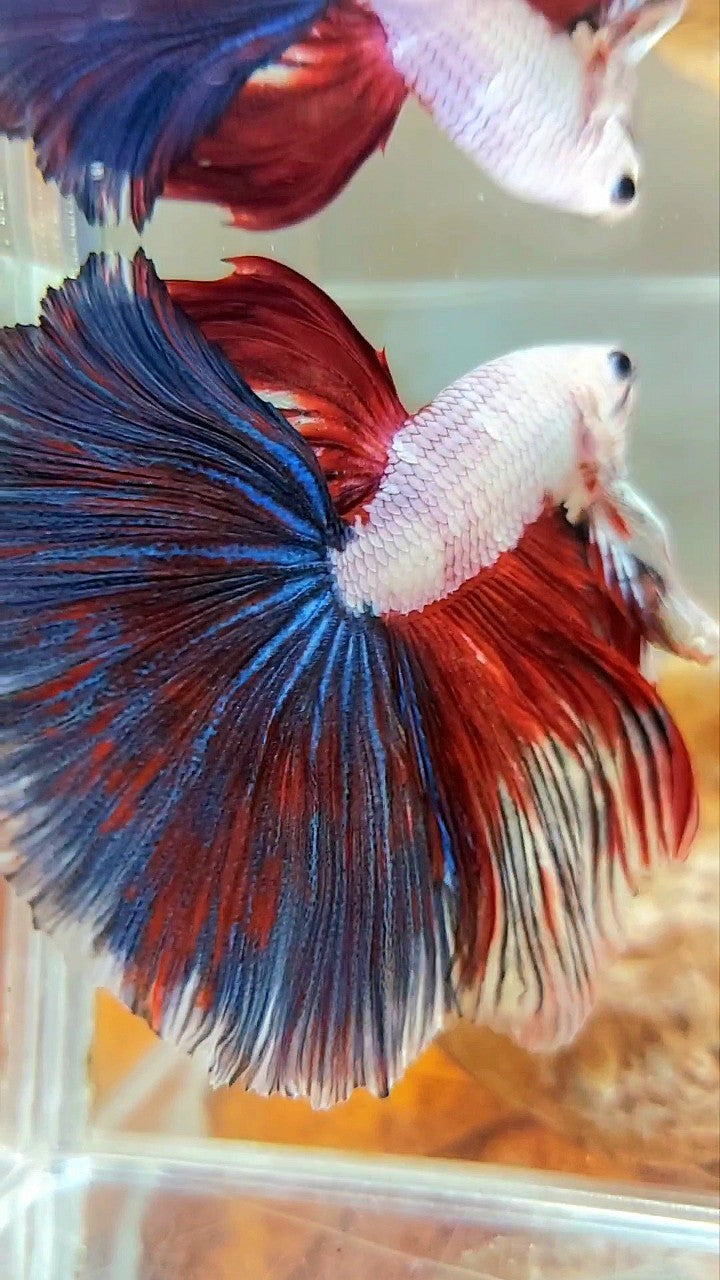 XL HALFMOON OVERTAIL ROSETAIL ROT SCHWARZER RIM FANCY PINK FLAMINGGO BETTA FISH