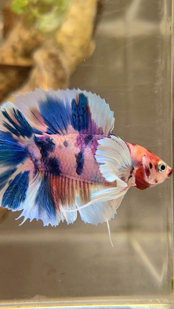 Doblp Fish PLAKAT DOUBLE TAIL DUMBO EAR BLUE CANDY MULTICOLOR BETTA FISH – Rare ...