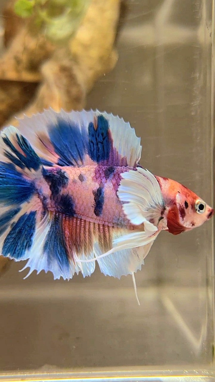 PLAKAT DOUBLE TAIL DUMBO EAR BLUE CANDY MULTICOLOR BETTA FISH