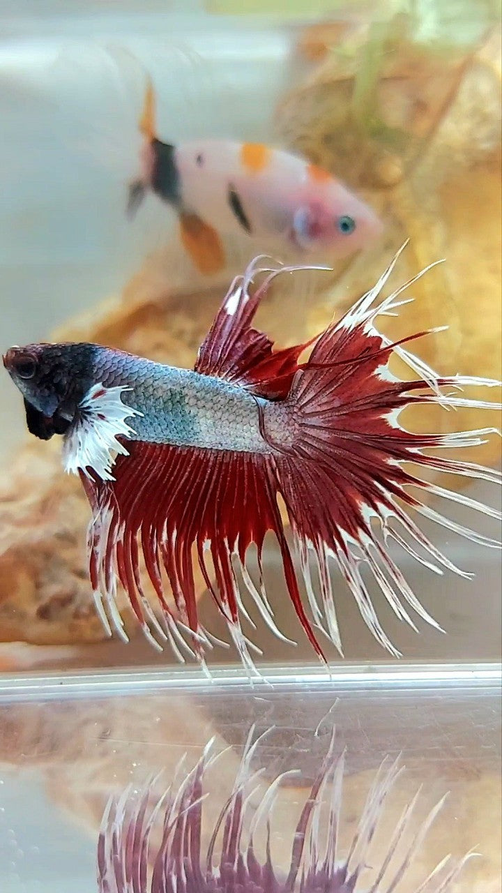 CROWNTAIL DUMBO EAR RED COPPER WASH BETTA FISH