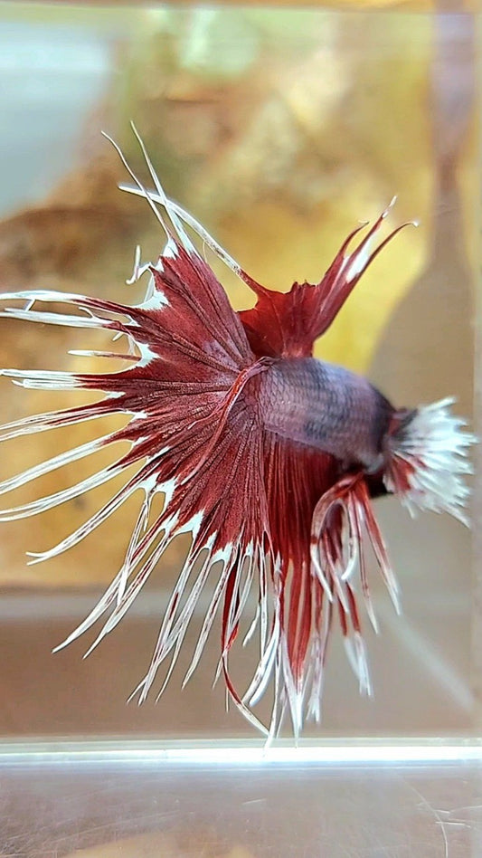 CROWNTAIL DUMBO EAR RED COPPER WASH BETTA FISH